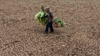 Imbas El Nino dan Kondisi Global, Lima Komoditas Pangan Terancam