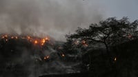 Kebakaran Hanguskan Kandang & Sapi di TPA Jatibarang Semarang