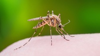 Penyebaran Nyamuk Wolbachia di Indonesia, Di Mana & untuk Apa?