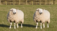 Urutan Proses Kloning Domba yang Benar dan Manfaatnya