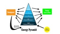 Pengertian Piramida Energi Beserta Fungsi dan Contohnya