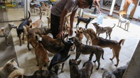 Pedagang Daging Anjing di Solo Minta Audiensi dengan Pemerintah