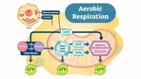 Tahapan Reaksi Aerob, Skema dan Contoh Respirasinya
