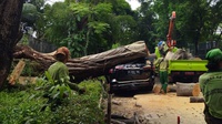 Pohon Dekat Rumah Prabowo Tumbang, Menimpa Satu Toyota Fortuner
