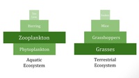 Fungsi Piramida Biomassa dalam Ekosistem dan Contohnya