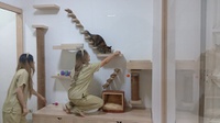 Menilik Peluang Bisnis Hotel Kucing di Solo ketika Mudik Lebaran