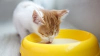 10 Rekomendasi Produk Susu Kucing Baru Lahir Terbaik