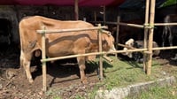 Contoh Kata Pengantar Proposal Permohonan Hewan Qurban Idul Adha