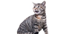 7 Tanda Mengapa Kucing Mengeong Terus dan Penyebabnya