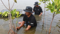 Mangrove di Muaragembong, Upaya Nyata BRI Lawan Perubahan Iklim