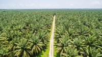 Babad Panjang Kelapa Sawit di Indonesia