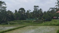 Ketika Sawah & Lahan Hijau di Bali Beralih Fungsi Jadi Bangunan