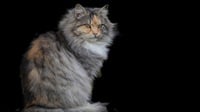 10 Rekomendasi Vitamin Kucing Agar Gemuk dan Bulu Lebat Terbaik