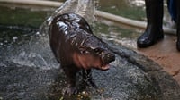 Kisah Moo Deng Baby Hippo dari Thailand yang Viral di TikTok