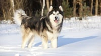 10 Fakta Anjing Alaskan Malamute, Karakteristik, & Harganya