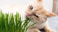 7 Alasan Kenapa Kucing Makan Rumput, Manfaat, & Risikonya