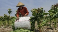 Alasan Perusahaan Rokok Kurangi Pembelian Tembakau dari Petani
