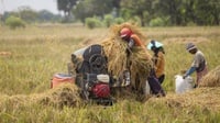 TNI & Polri akan Awasi Petani yang Curang saat Bulog Beli Gabah