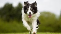 8 Fakta Menarik Anjing Border Collie, Harga, dan Jenis-Jenisnya