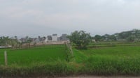 Instruksi Kementan: Sawah Ditanami Padi, Bukan Komoditas Lain