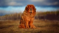 10 Fakta Unik & Menarik Anjing Tibetan Mastiff serta Harganya