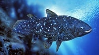 Mengenal Ikan Coelacanth, Makhluk Purba Legendaris & Faktanya