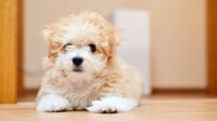 7 Fakta Unik dan Menarik Anjing Maltipoo serta Harganya