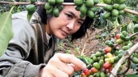 Program BNI Jejak Kopi Khatulistiwa Bantu Kopi Garut Go Global