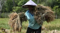 Bulog Sudah Gelontorkan Rp15,15 Triliun untuk Serap Gabah Petani