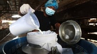 Wamenperin Akui 80% Bahan Baku Susu Nasional Masih Impor