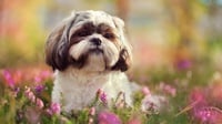7 Jenis Anjing Kecil Menggemaskan yang Tidak Bisa Besar