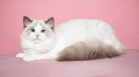 Fakta-fakta Menarik Kucing Ragdoll, Harga, dan Karakteristiknya