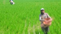 Selain Beras, Kejagung Selidik Korupsi Subsidi Pupuk & Alsintan