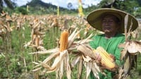 Kementan Pastikan Tidak Ada Impor Jagung Pakan di 2025