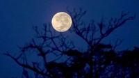 Fenomena Sturgeon Moon 9 Agustus 2025, Jam, dan Penjelasannya