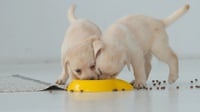Rekomendasi Makanan Anak Anjing Umur Satu Bulan Terbaik