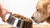 10 Rekomendasi Makanan Anjing Terbaik
