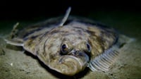 Menguak Flatfish alias Ikan Sebelah dalam Tradisi dan Sains