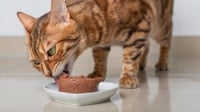10 Rekomendasi Makanan Basah Kucing Terbaik