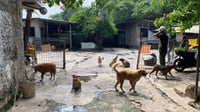 Kronologi Hewan Lepas & Desakan Pejaten Animal Shelter Ditutup