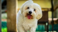 Fakta Menarik Tentang Anjing Maltese, Harga, dan Karakteristik