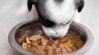 10 Rekomendasi Wet Dog Food Terbaik untuk Anabul Kesayangan