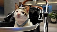 'Paspamcing' Kucing Presiden, Antara Legalitas dan Etika Publik