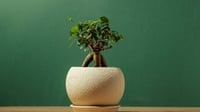 10 Jenis Tanaman Bonsai Beringin Dolar Terbaik, Menghias Rumah