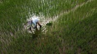 Contract Farming: Pangan Jakarta Aman, Petani Desa Diuntungkan