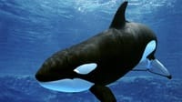 Kisah Tilikum Paus Orca yang Serang Pelatih Dawn Brancheau