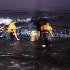 Hiu Tutul Terdampar di Pantai Parangkusumo, Gagal Dievakuasi