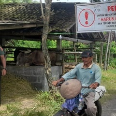 Kasus PMK di Bantul Bertambah: 337 Terjangkit, 37 Sapi Mati