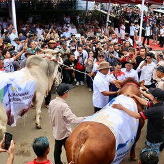 Piala Ketua MPR Diperebutkan dalam Kontes & Expo Sapi di Jateng