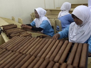 Produksi Cerutu Havana di Jember